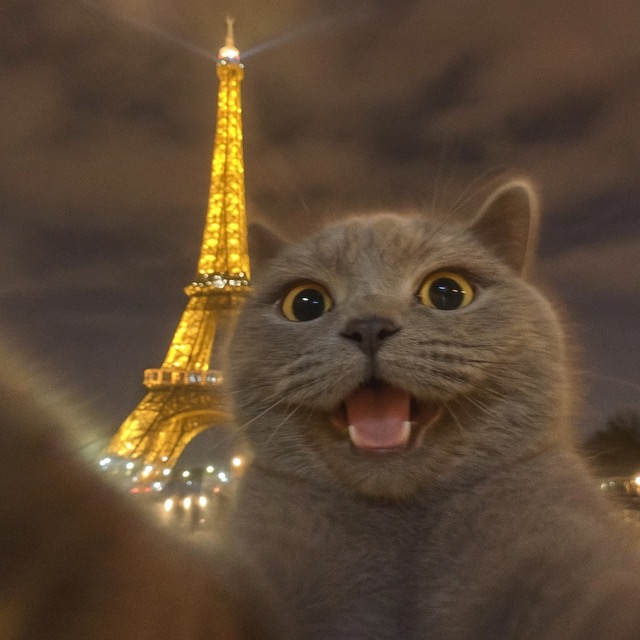 Cat Trip Photo